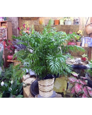 Neanthe Bella Palm